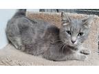 Adopt Femi "love me"-$50 Adoption fe a Gray, Blue or Silver Tabby Domestic