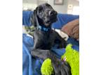 Adopt Buddy a Black Doberman Pinscher / Poodle (Standard) / Mixed dog in