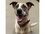 Adopt Archie a Tan/Yellow/Fawn Anatolian Shepherd / Mixed dog in Lynchburg