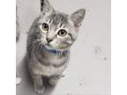 Adopt Henry a Gray or Blue Domestic Shorthair / Mixed cat in Laredo
