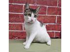 Adopt Rosaria a Gray or Blue Domestic Shorthair / Mixed cat in Laredo