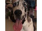 Adopt Ripper a Black - with White Great Dane / Mixed dog in Vail, AZ (37110272)
