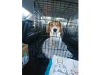 Adopt Franklin a Brown/Chocolate Beagle / Mixed dog in Phoenix, AZ (37110212)