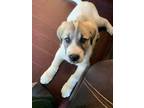 Adopt Reggie a White Great Pyrenees / Anatolian Shepherd / Mixed dog in Duchess