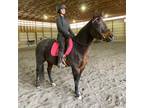 Adopt Moxie A Quarterhorse / Mixed Horse In Quakertown, PA (37109905)