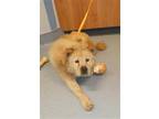 Adopt KORA a Tan/Yellow/Fawn Chow Chow / Mixed dog in San Jose, CA (37109406)