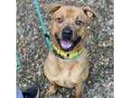 Adopt Chief a Tan/Yellow/Fawn Golden Retriever / Pit Bull Terrier / Mixed dog in