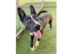 Adopt Bounce - VIP a Black Bull Terrier / Retriever (Unknown Type) / Mixed dog