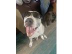 Adopt Cardie a Tan/Yellow/Fawn - with White American Pit Bull Terrier / Mixed