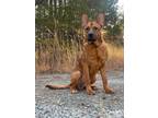 Adopt Sadie a Brown/Chocolate - with Black Belgian Malinois / Cattle Dog / Mixed