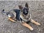 Adopt Dog #6 a Black - with Tan, Yellow or Fawn German Shepherd Dog / Mixed dog