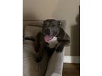 Adopt Kenzie a Gray/Blue/Silver/Salt & Pepper American Pit Bull Terrier / Mixed