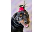 Adopt Harley a Rottweiler / Mixed dog in Napa, CA (37107909)