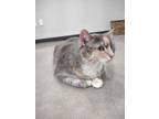 Adopt Snuggies a White Domestic Shorthair / Domestic Shorthair / Mixed cat in