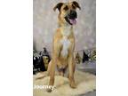 Adopt Journey a Brown/Chocolate - with Black Great Dane / German Shepherd Dog /