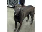 Adopt CHATTANOOGA a Black - with Gray or Silver Shar Pei / Mixed dog in Phoenix