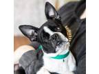 Adopt Bonnie a Black Boston Terrier / Mixed dog in Colorado Springs