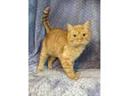 Adopt Sully a Orange or Red Domestic Shorthair / Domestic Shorthair / Mixed