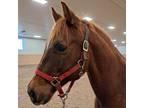 Adopt Sunset Shimmer a Quarterhorse / Mixed horse in Fairport, NY (37106367)