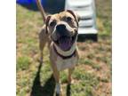 Adopt Magnolia a Tan/Yellow/Fawn American Staffordshire Terrier / Mixed dog in