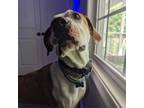 Adopt Goofy - IN HOME a Tan/Yellow/Fawn Plott Hound / Mixed dog in Lynchburg