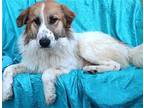 Alfie Great Pyrenees Young Male