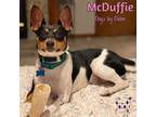 Adopt McDuffie a White Rat Terrier / Jack Russell Terrier / Mixed dog in KANSAS