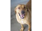 Adopt Willie a Red/Golden/Orange/Chestnut Labrador Retriever / Mixed dog in
