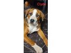 Adopt Clyde a Tricolor (Tan/Brown & Black & White) Boxer / Labrador Retriever /