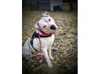 Adopt Enzo a White - with Black Pit Bull Terrier / Mixed dog in Lonsdale