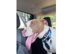Adopt DJ a American Staffordshire Terrier, Mixed Breed