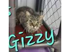 Adopt Gizzy a Domestic Long Hair