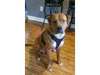 Adopt Bradley a Mixed Breed