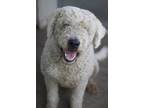 Adopt Keto a White Komondor / Mixed dog in Ottumwa, IA (34599622)