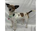 Adopt MARVEL a Jack Russell Terrier