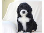 Bernese Mountain Dog-Portuguese Water Dog Mix PUPPY FOR SALE ADN-540618 -