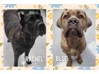 Adopt Rachel & Blue a Cane Corso, Mastiff