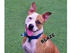 Adopt Blaze a Boxer, Pit Bull Terrier