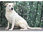 Adopt Pearl a German Shepherd Dog, Labrador Retriever
