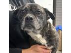 Adopt Garbanzo a Boston Terrier, Mixed Breed