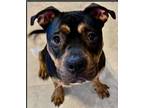 Adopt Cassidy "Cas" a Staffordshire Bull Terrier, Boxer
