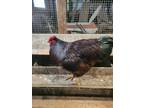 Hatching eggs show quality Rhode Island red