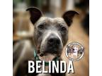 Adopt Belinda a Gray/Blue/Silver/Salt & Pepper Pit Bull Terrier dog in Provo