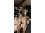 Adopt Peanut a Brindle Great Dane / Mixed dog in Murrysville, PA (37120646)