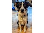 Adopt Koby a Border Collie