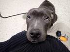 Adopt *SNOWSHOE a Gray/Blue/Silver/Salt & Pepper Bull Terrier / Mixed dog in