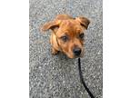 Adopt Carmen - Adoption Pending a Rottweiler / Pit Bull Terrier / Mixed dog in