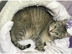 Adopt Two little cats one tiger one black a Brown Tabby American Shorthair /