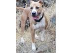 Adopt Will a Tan/Yellow/Fawn - with White American Pit Bull Terrier / Boxer /
