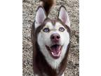 Adopt Viking a Siberian Husky / Mixed dog in Matawan, NJ (37118499)